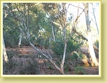Pilbara 2008 050